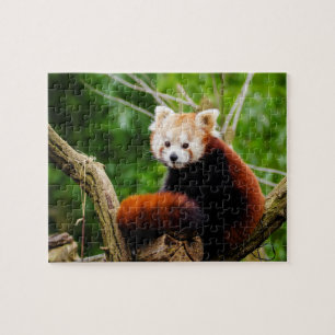 Cute Red Panda Beer Legpuzzel