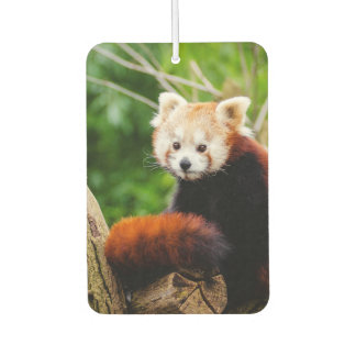 Cute Red Panda Beer Luchtverfrisser