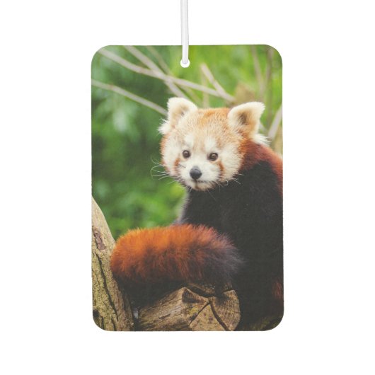 Cute Red Panda Beer Luchtverfrisser (Voorkant)