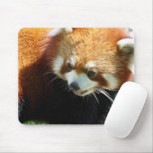 Cute Red Panda Beer Muismat (Met muis)