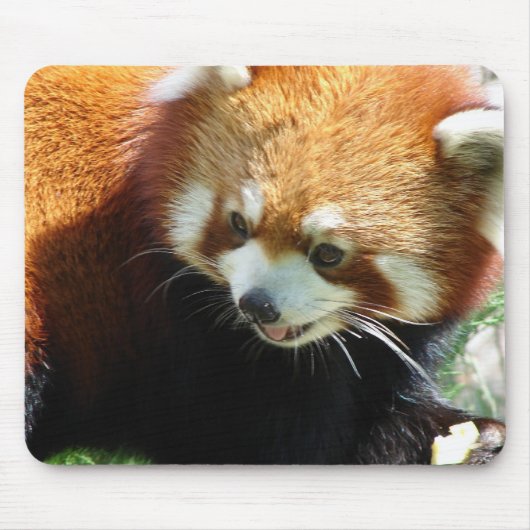 Cute Red Panda Beer Muismat (Voorkant)