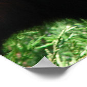 Cute Red Panda Beer Poster (Hoek)