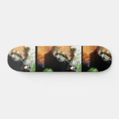 Cute Red Panda Beer Skateboard (Horizontaal)