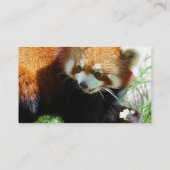 Cute Red Panda Beer Visitekaartje (Achterkant)