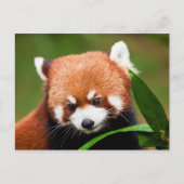 Cute Red Panda Briefkaart (Voorkant)