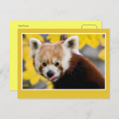 Cute red panda foto briefkaart (Voorkant / Achterkant)