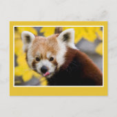Cute red panda foto briefkaart (Voorkant)