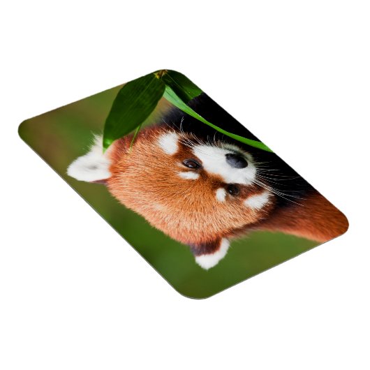 Cute Red Panda Magneet (Rechterzijde)