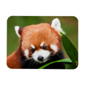 Cute Red Panda Magneet (Horizontaal)
