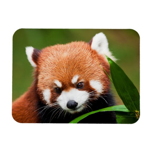 Cute Red Panda Magneet (Horizontaal)
