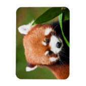 Cute Red Panda Magneet (Verticaal)