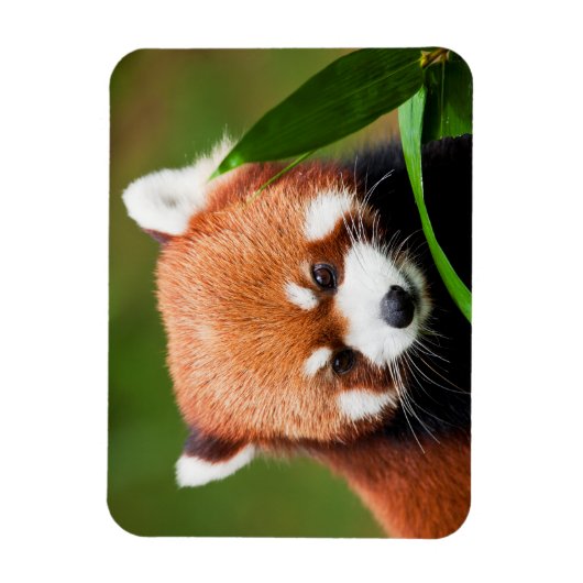 Cute Red Panda Magneet (Verticaal)