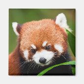 Cute Red Panda Magneet (Voorkant)
