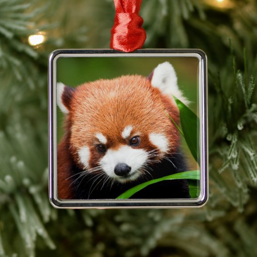 Cute Red Panda Metalen Ornament (Boom)
