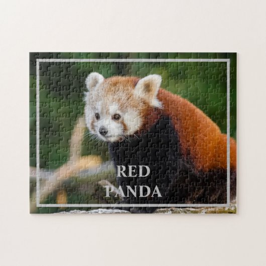 Cute Red Panda Natuur Foto Legpuzzel (Horizontaal)