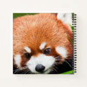 Cute Red Panda Notitieboek (Achterkant)