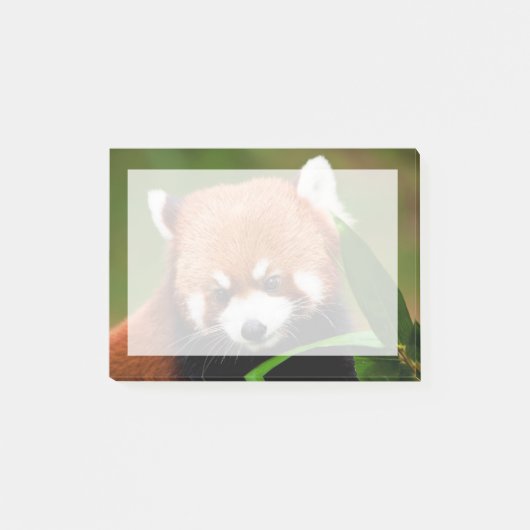 Cute Red Panda Post-it® Notes (Voorkant)