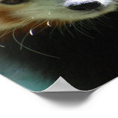 Cute Red Panda Poster (Hoek)