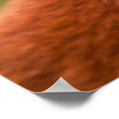 Cute Red Panda Poster (Hoek)