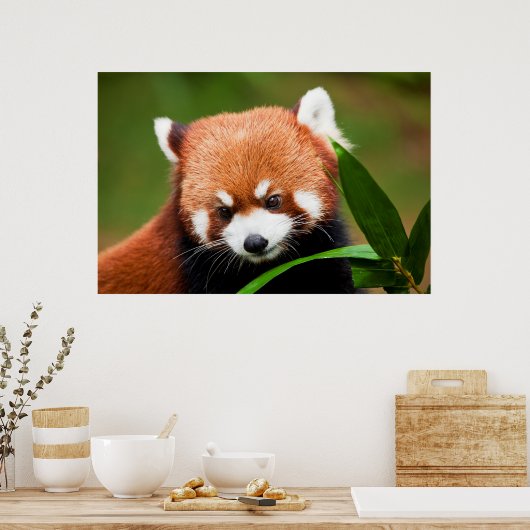 Cute Red Panda Poster (Keuken)