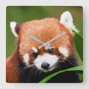 Cute Red Panda Vierkante Klok