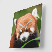Cute Red Panda Vierkante Klok (Hoek)