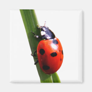 Cute Red Spotted Ladybug Magneet