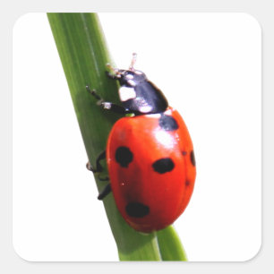 Cute Red Spotted Ladybug Vierkante Sticker