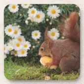 Cute Red Squirrel and Daisies Bier Onderzetter (Voorkant)