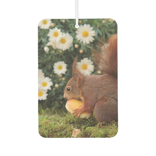 Cute Red Squirrel and Daisies Photo Luchtverfrisser (Voorkant)