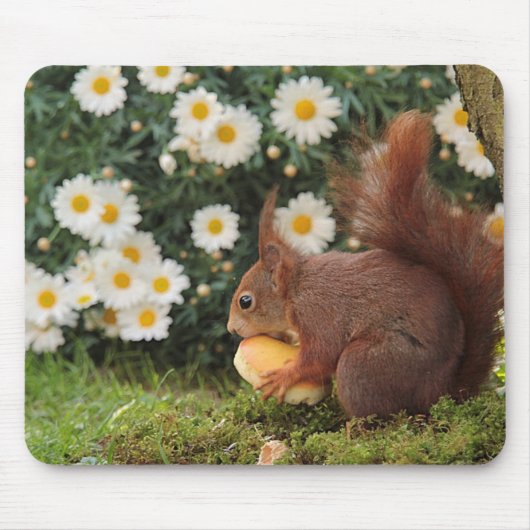 Cute Red Squirrel and Daisies Photo Muismat (Voorkant)