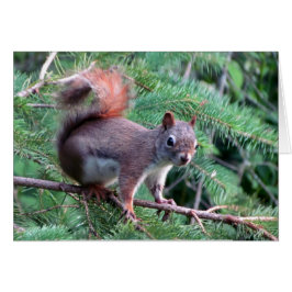 Cute Red Squirrel Card
