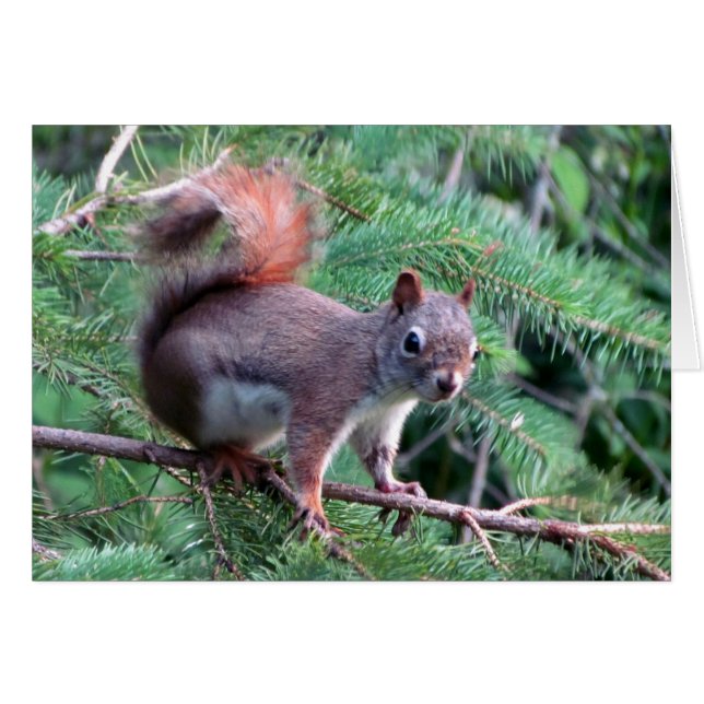 Cute Red Squirrel Card (Voorkant Horizontaal)