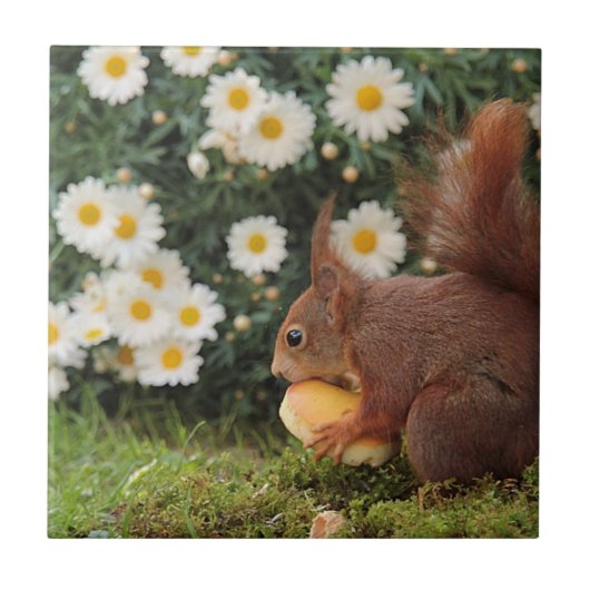 Cute Red Squirrel Daisies Ceramic Tile Tegeltje (Voorkant)