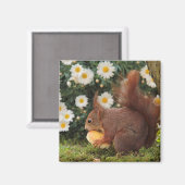 Cute Red Squirrel en Daisies Photo Magnet (Voorkant / Achterkant)