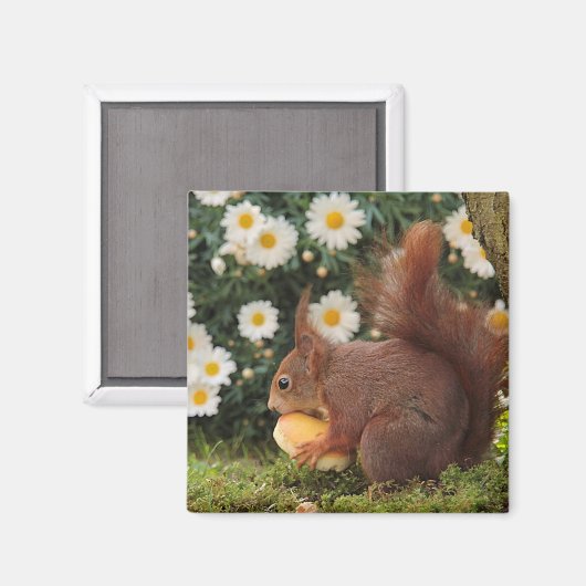 Cute Red Squirrel en Daisies Photo Magnet (Voorkant / Achterkant)