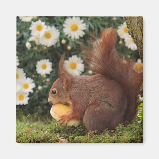 Cute Red Squirrel en Daisies Photo Magnet (Voorkant)