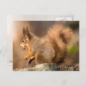 Cute Red Squirrel — noten Briefkaart (Voorkant / Achterkant)