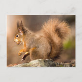 Cute Red Squirrel — noten Briefkaart (Voorkant)
