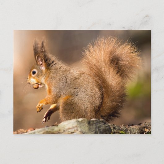 Cute Red Squirrel — noten Briefkaart (Voorkant)
