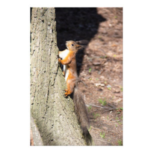 Cute red squirrel on a tree foto afdruk