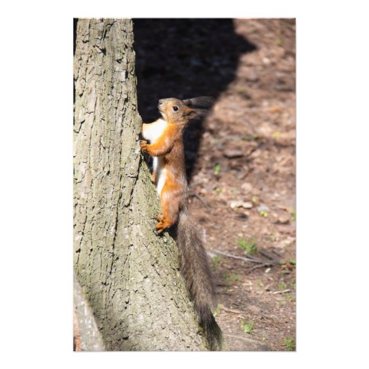 Cute red squirrel on a tree foto afdruk (Voorkant)
