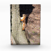 Cute red squirrel on a tree fotoblokken (Voorkant)