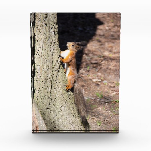 Cute red squirrel on a tree fotoblokken (Voorkant)