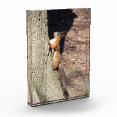 Cute red squirrel on a tree fotoblokken (Links)