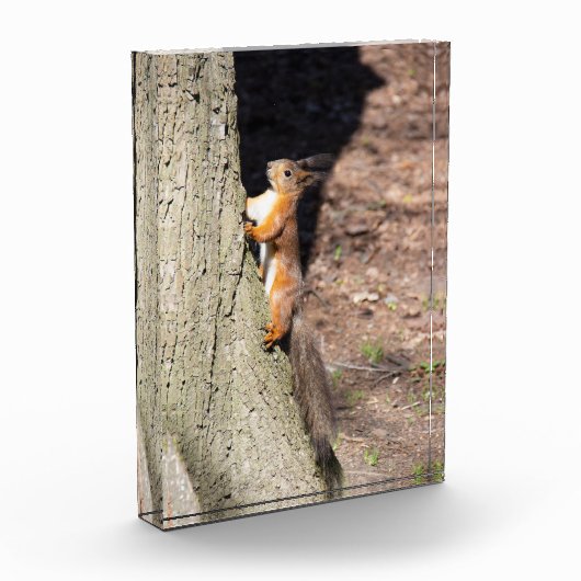 Cute red squirrel on a tree fotoblokken (Links)