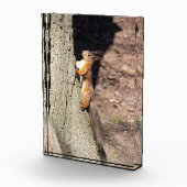 Cute red squirrel on a tree fotoblokken (Rechts)