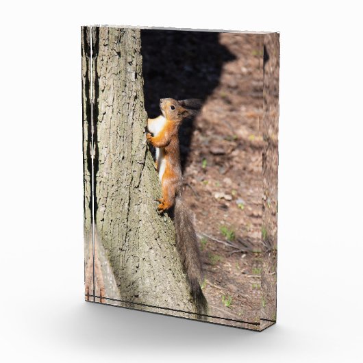 Cute red squirrel on a tree fotoblokken (Rechts)