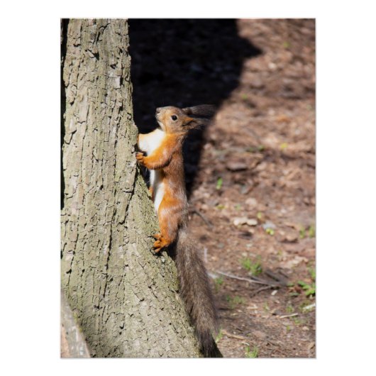 Cute red squirrel on a tree perfect poster (Voorkant)
