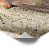 Cute red squirrel op een boom poster (Hoek)